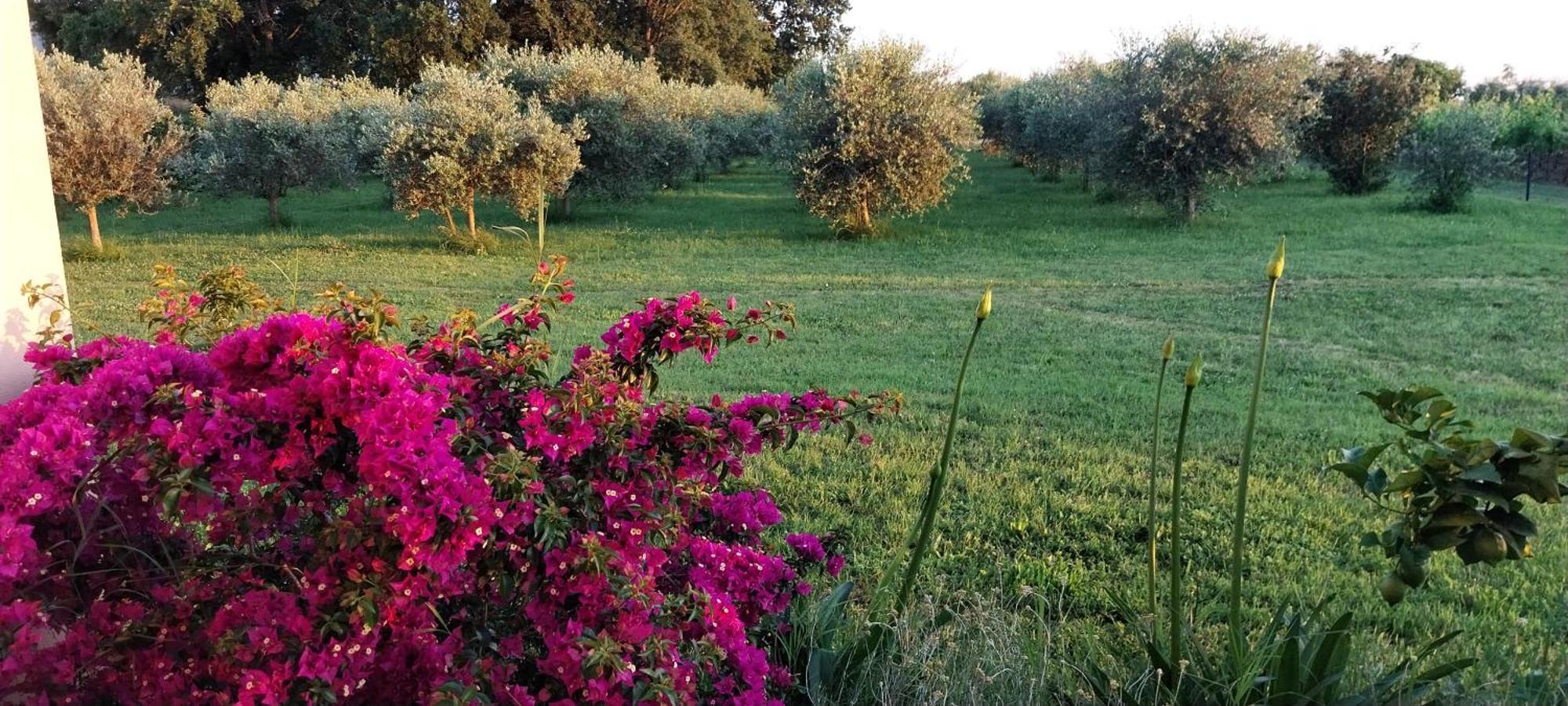Vila Dubravka - Schoen Und Komfortabel Inmitten Von Olivenbaeumen Und Weinbergen Mit Whirlpool Valtura Exteriör bild