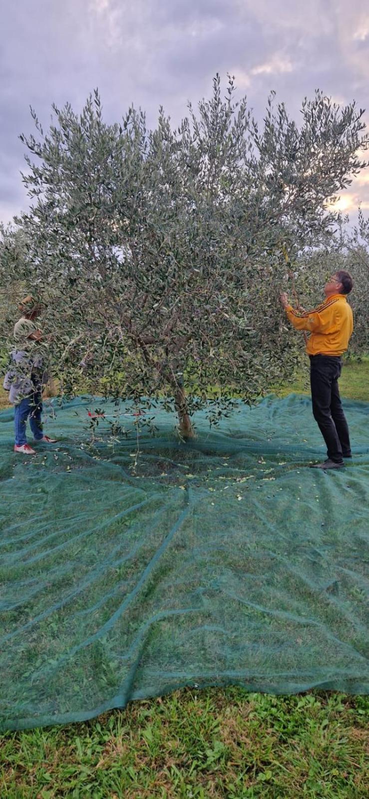 Vila Dubravka - Schoen Und Komfortabel Inmitten Von Olivenbaeumen Und Weinbergen Mit Whirlpool Valtura Exteriör bild